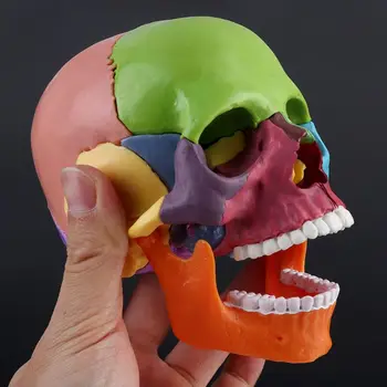 15vnt/set Išardyta Kaukolės Anatomijos Modelis, Nuimamas Medicinos Mokymo Priemonė 95AD