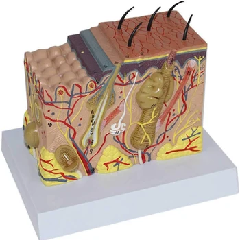 35 X 50X Žmogaus Odos Sandara yra Anatomijos Modelis Plastinės Chirurgijos Medicinos Mokslų Mokymo Išteklių Dropshipping