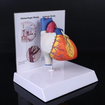 Gyvenimo Dydis Išardyta Anatomines Žmogaus Širdies Anatomiją Modelis Mokyklų Mokslo Ištekliai Tyrimų Ekranas Mokymo Priemonė